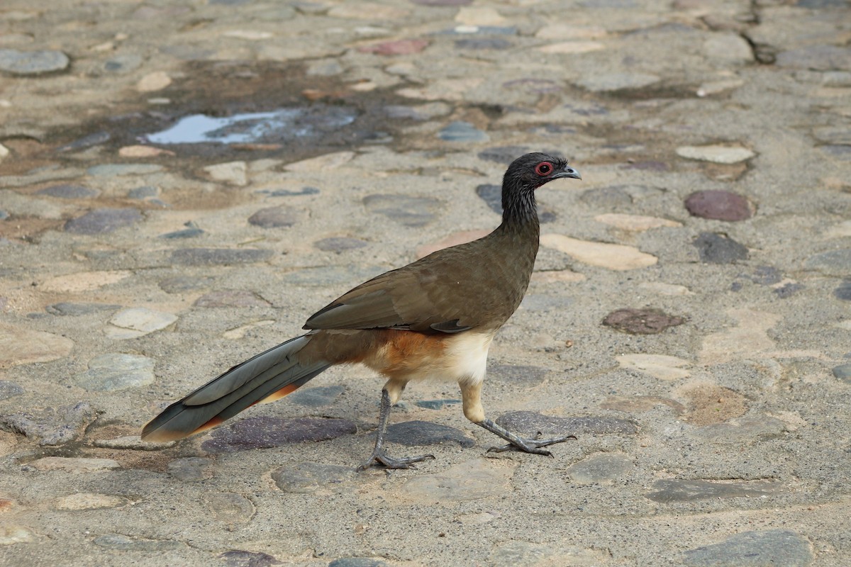 West Mexican Chachalaca - ML484664691