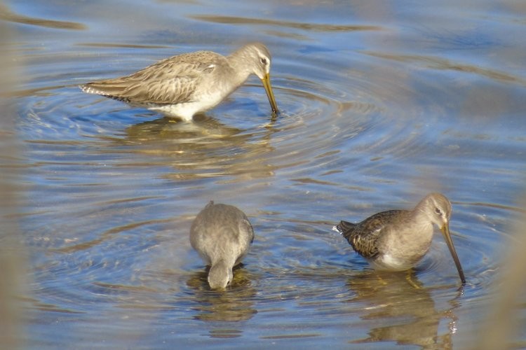 Long-billed Dowitcher - ML48466521
