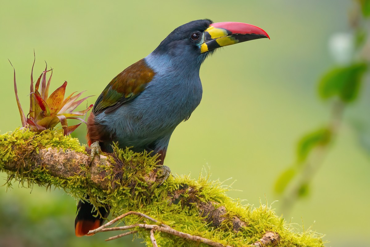 Gray-breasted Mountain-Toucan - ML484666931
