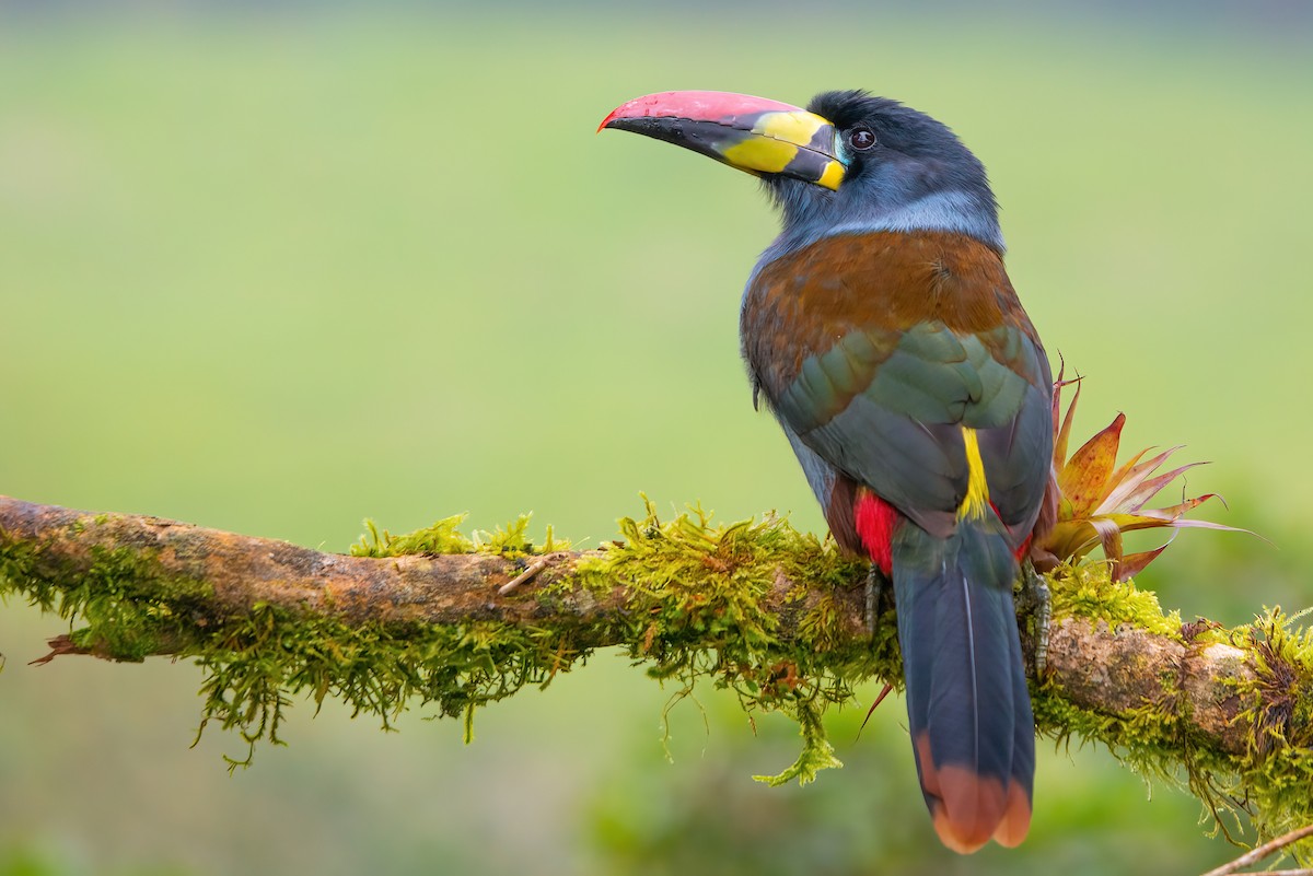 Gray-breasted Mountain-Toucan - ML484666941