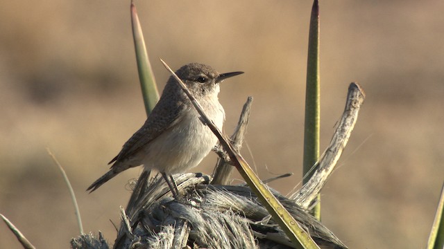  - Rock Wren (Northern)