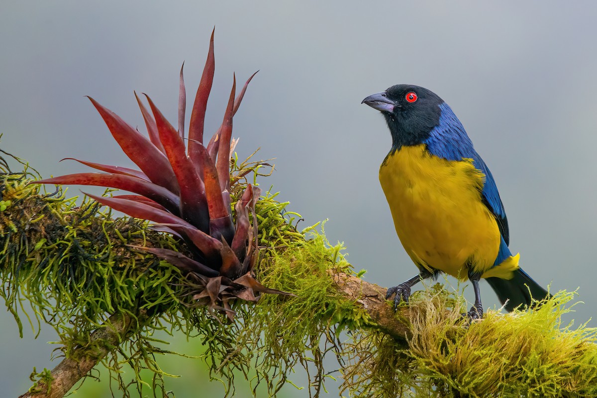 Hooded Mountain Tanager - ML484673361