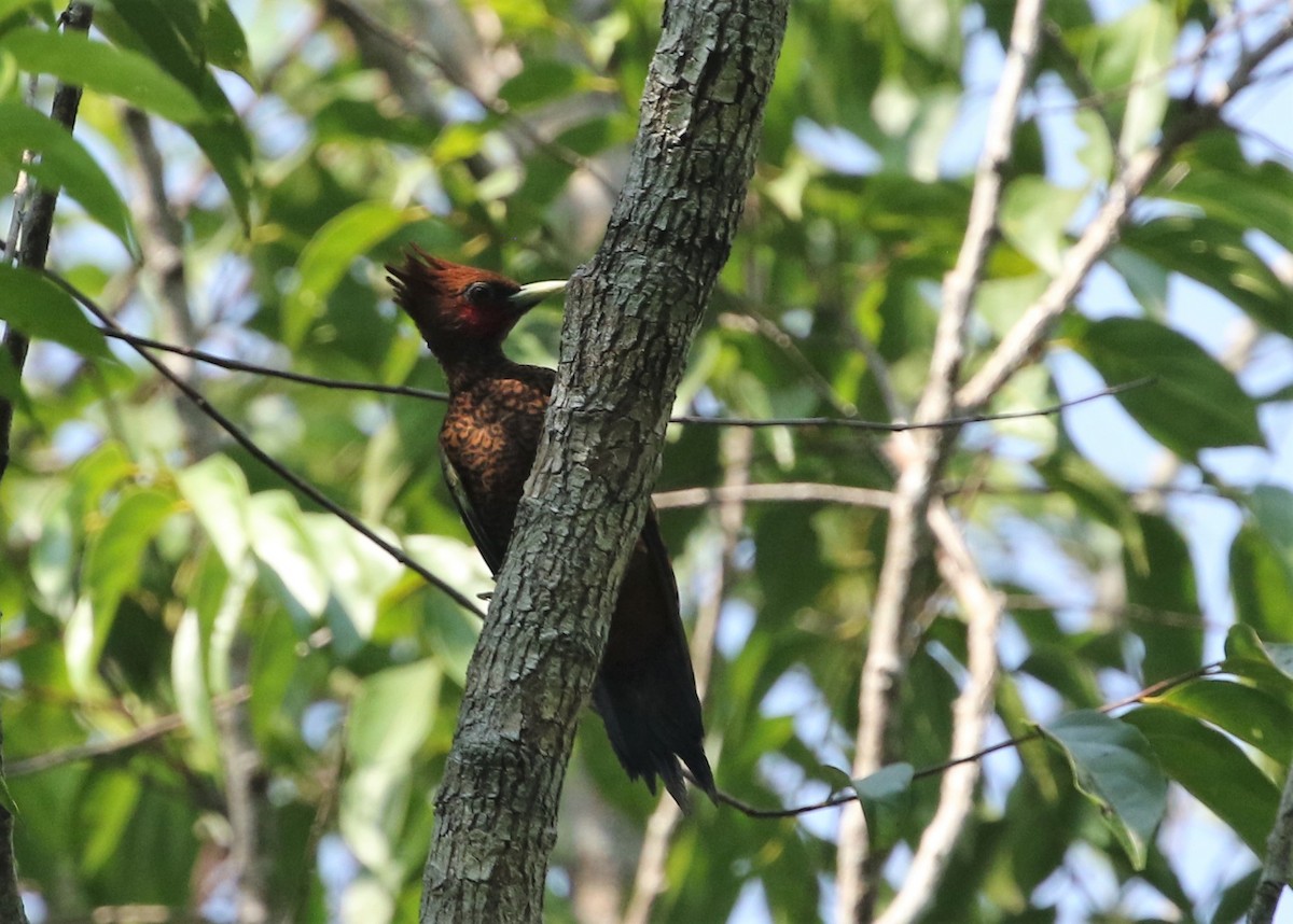 Waved Woodpecker (Scale-breasted) - ML484674981