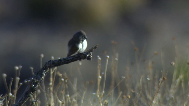 Black-throated Sparrow - ML484675