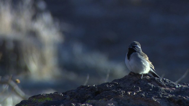 Black-throated Sparrow - ML484676