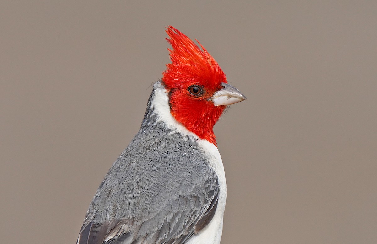 Red-crested Cardinal - Tim Avery