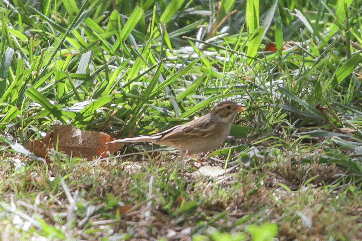 Clay-colored Sparrow - ML484687981