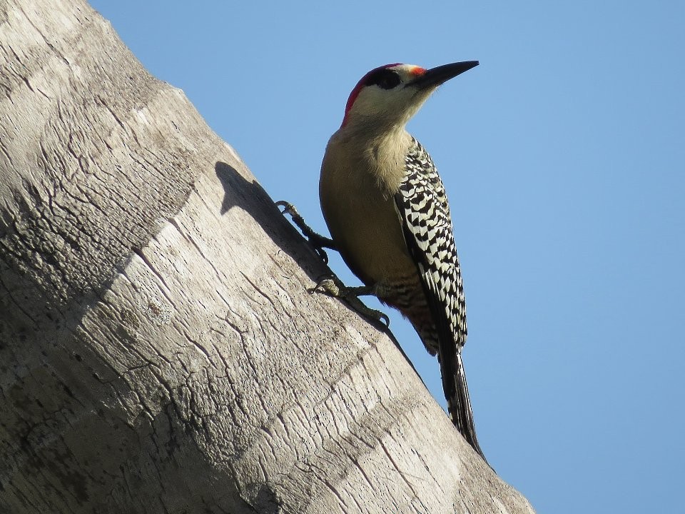 West Indian Woodpecker - ML484695491