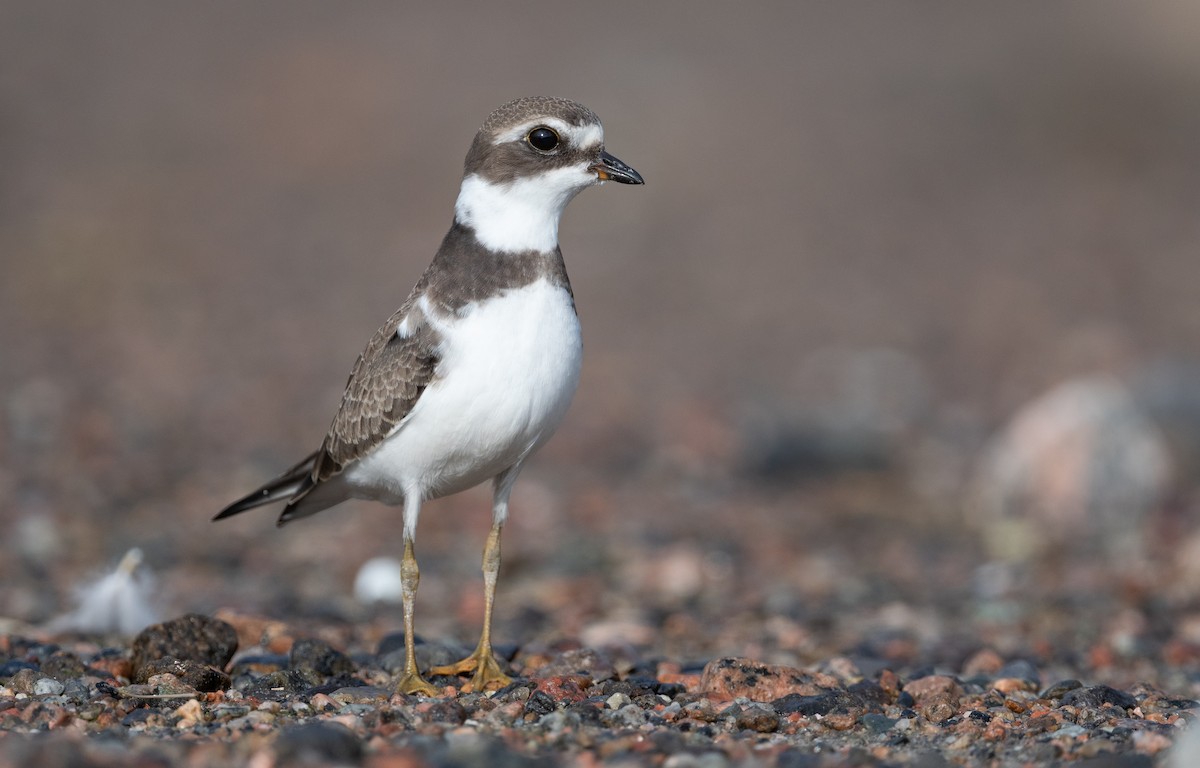 Semipalmated Plover - ML484700001
