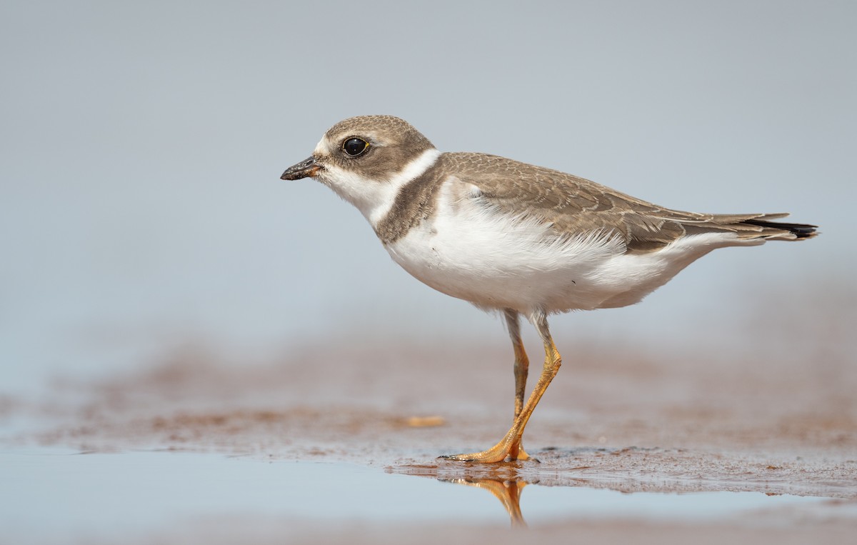 Semipalmated Plover - ML484701211