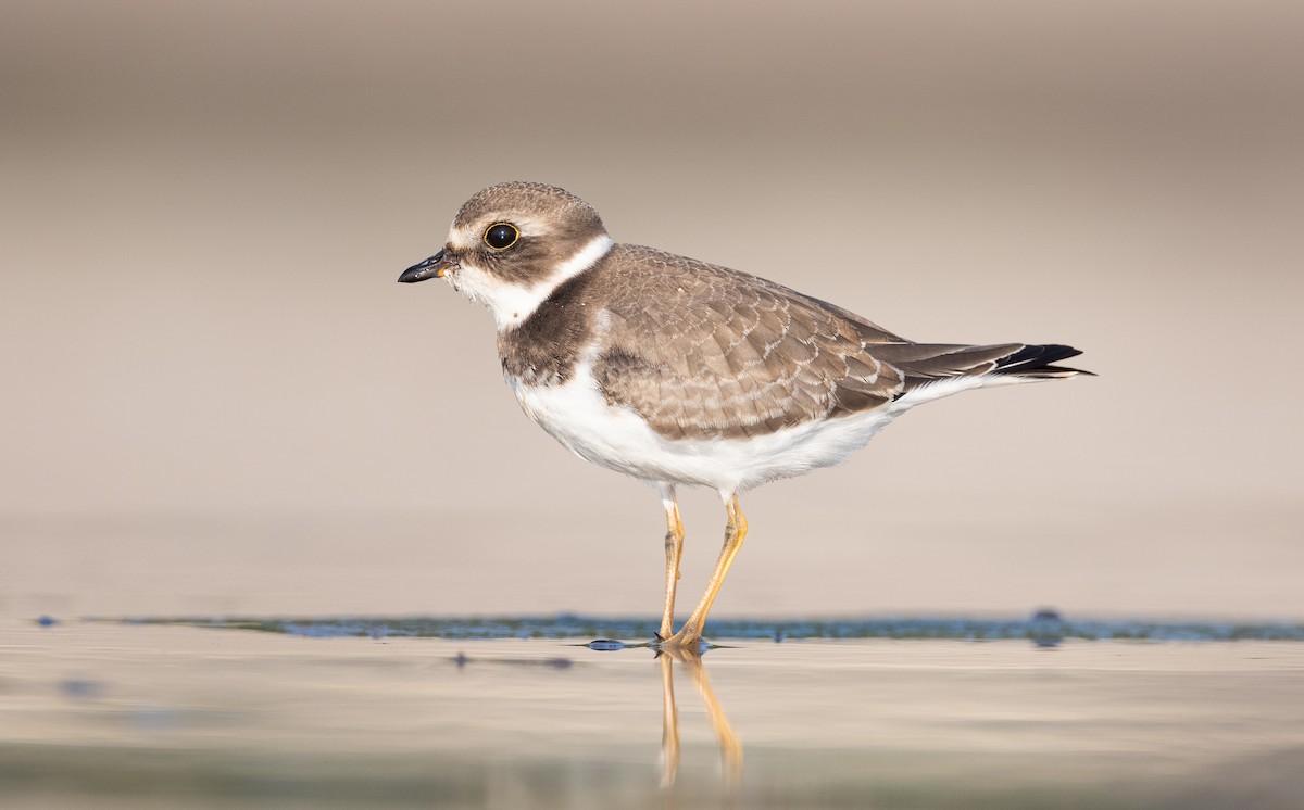 Semipalmated Plover - ML484701881