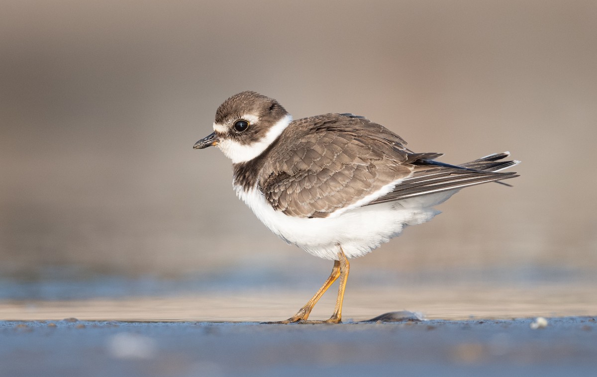 Semipalmated Plover - ML484701991