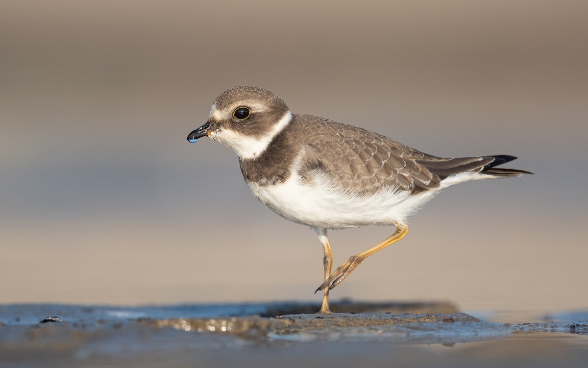 Semipalmated Plover - ML484702041