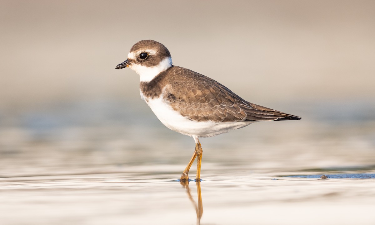 Semipalmated Plover - ML484702181