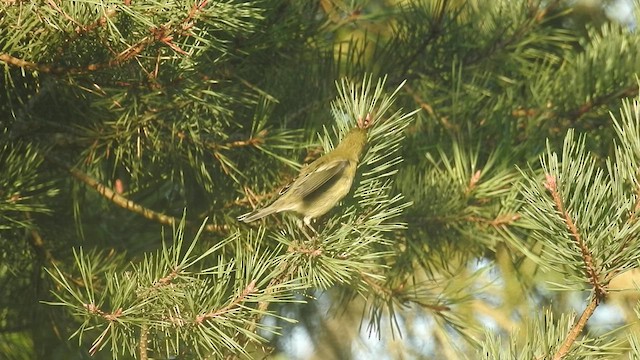 Pine Warbler - ML484702681