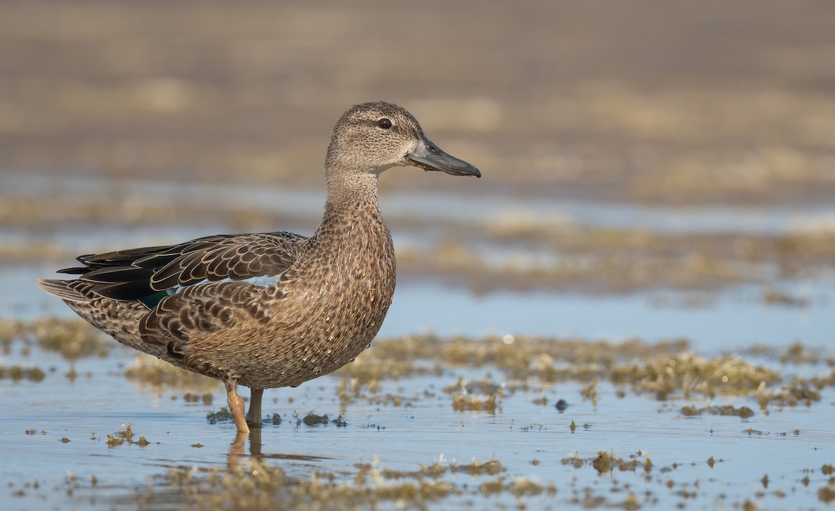Blue-winged Teal - ML484703131