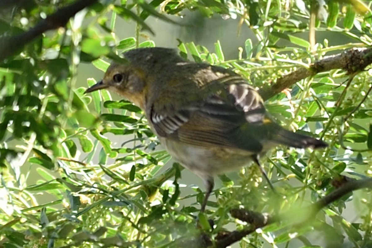 Cape May Warbler - ML48470361
