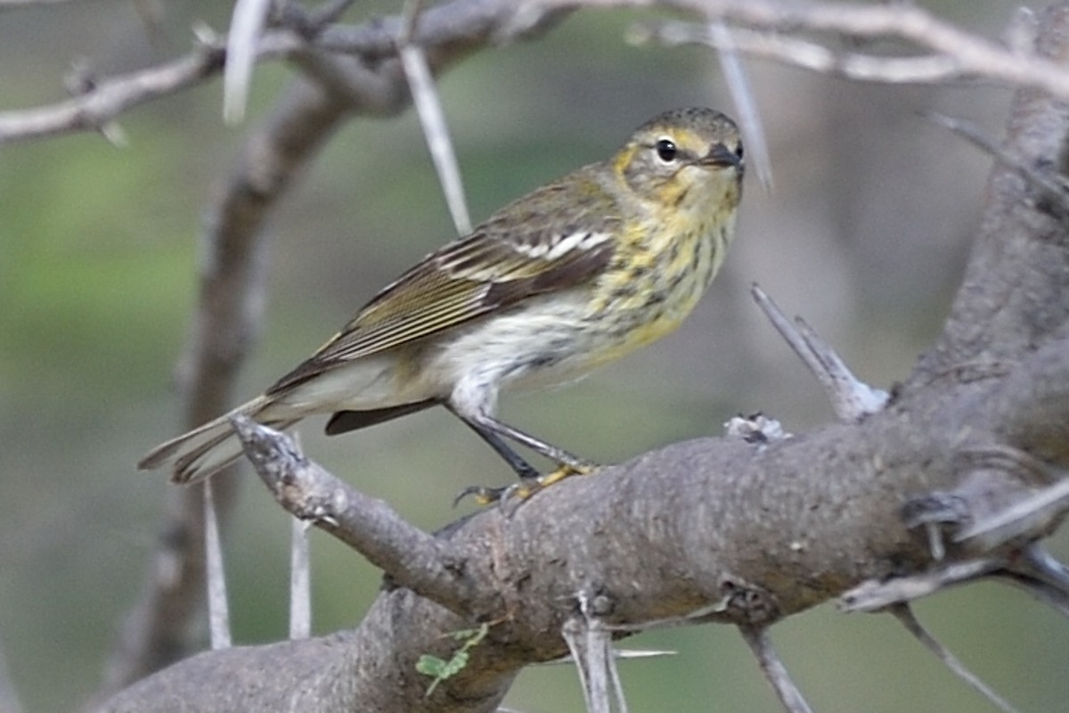 Cape May Warbler - ML48470371