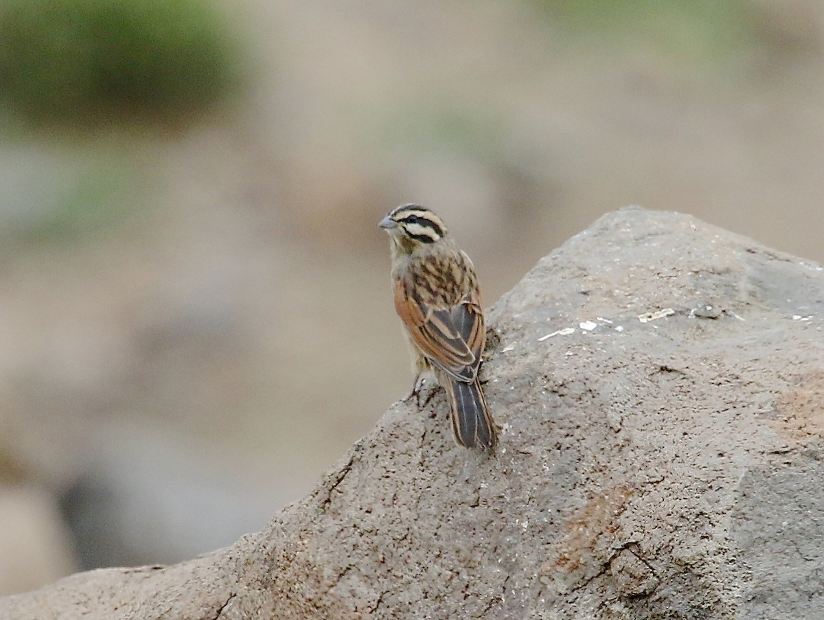 Cape Bunting - Gil Ewing