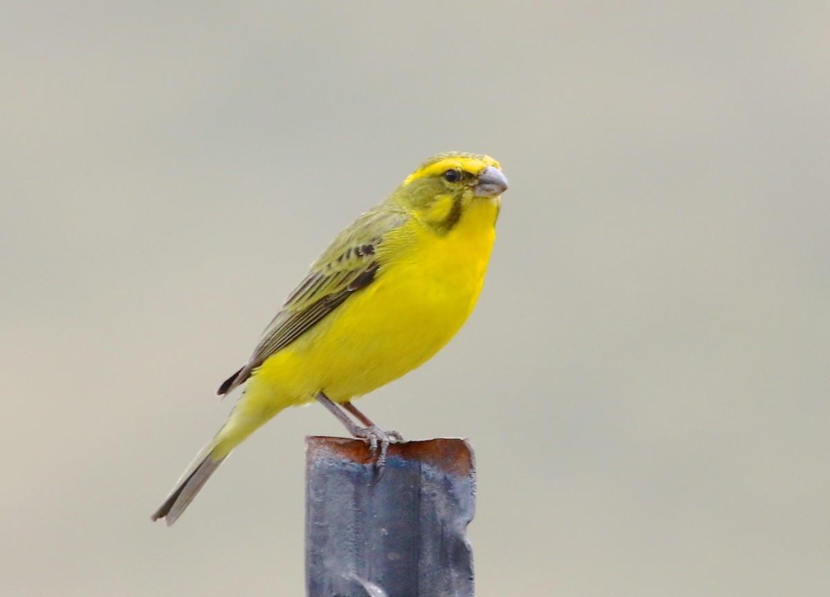 Yellow Canary - ML48470461