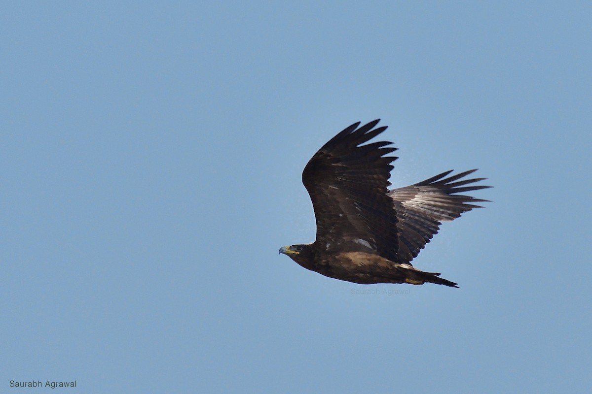 Indian Spotted Eagle - Saurabh Agrawal