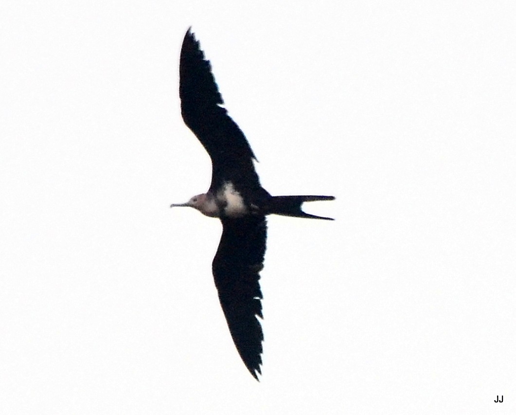 Lesser Frigatebird - Andrew Johnson