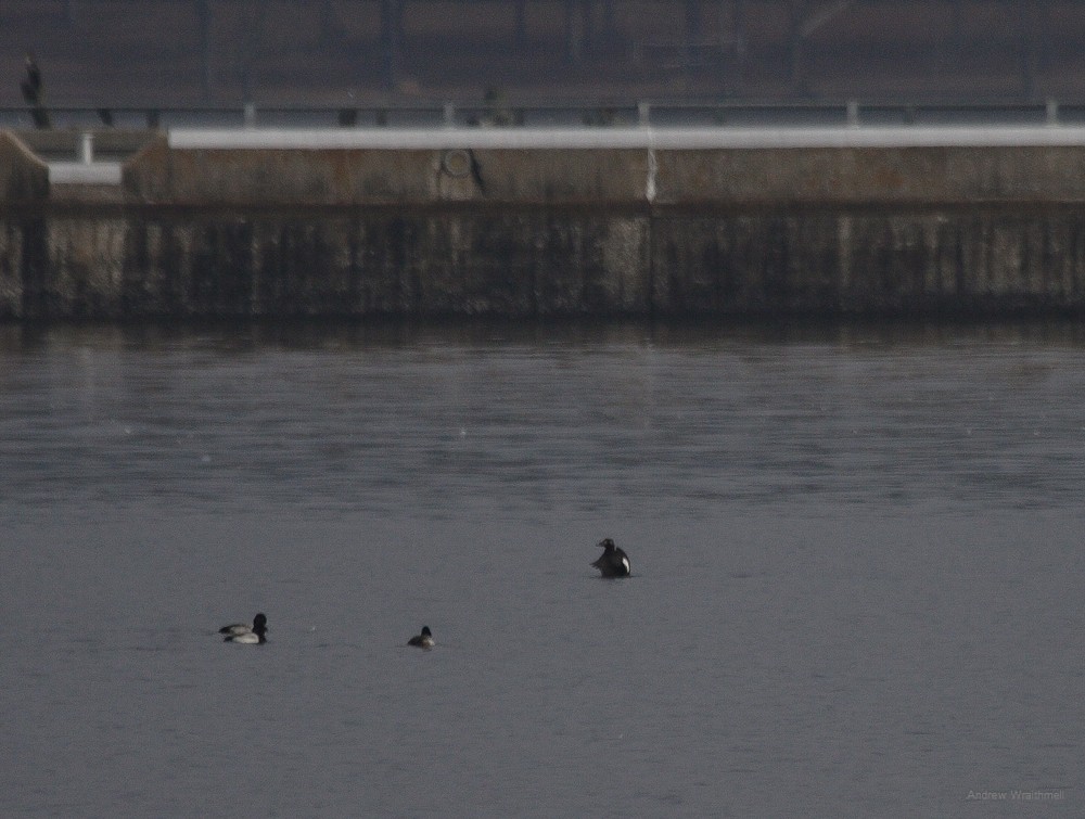 White-winged Scoter - Andy Wraithmell