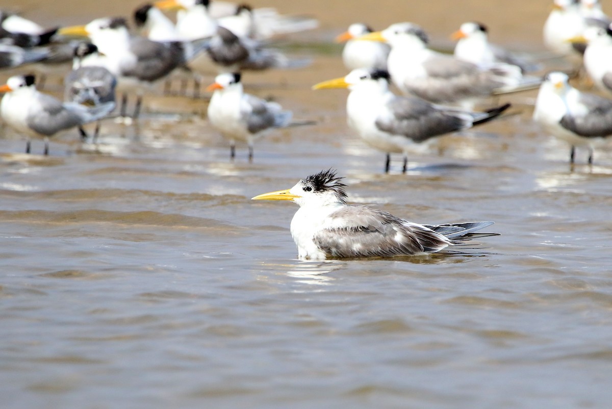 Great Crested Tern - ML48471341
