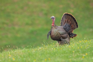 Wild Turkey, ML484715111
