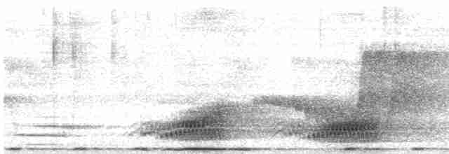 Папуанский веерокрыл - ML484715651