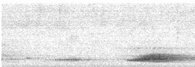 Папуанский веерокрыл - ML484715831