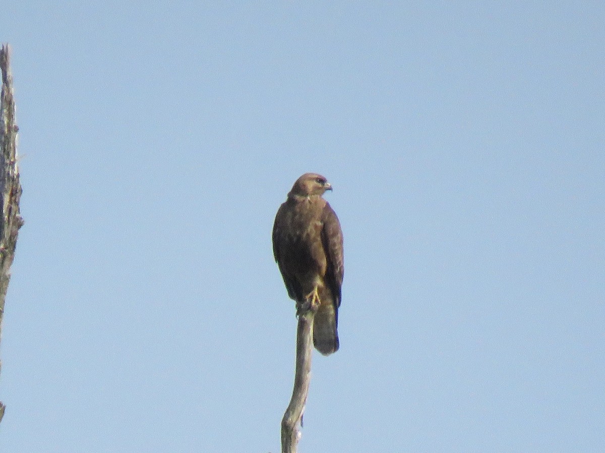 Common Buzzard - Selvaganesh K