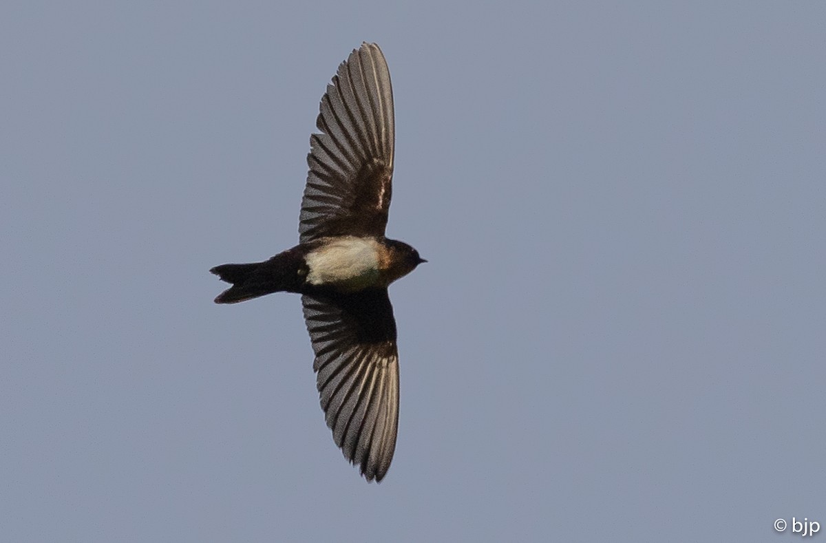 Pale-footed Swallow - ML484721011