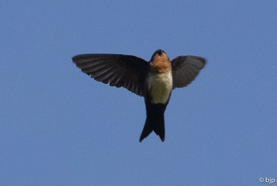 Pale-footed Swallow - Beatrix Pond
