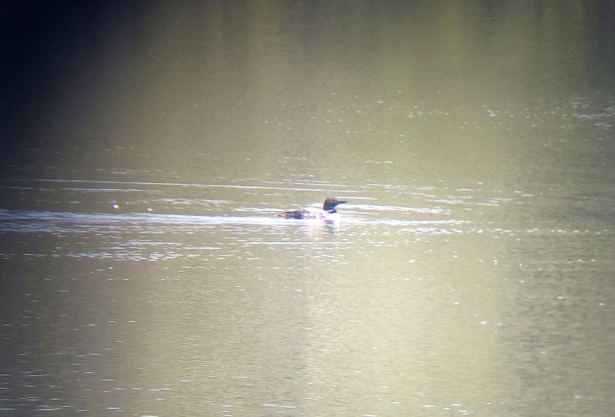 eBird Checklist 21 Aug 2022 Black Duck Lake Rd. 36 species