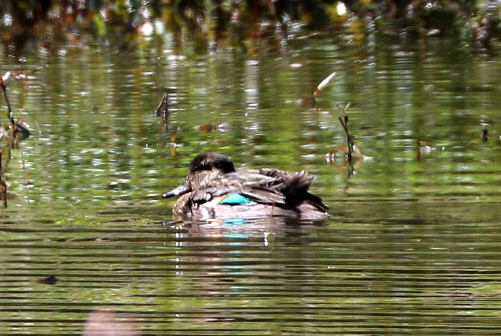 Green-winged Teal - ML484723411