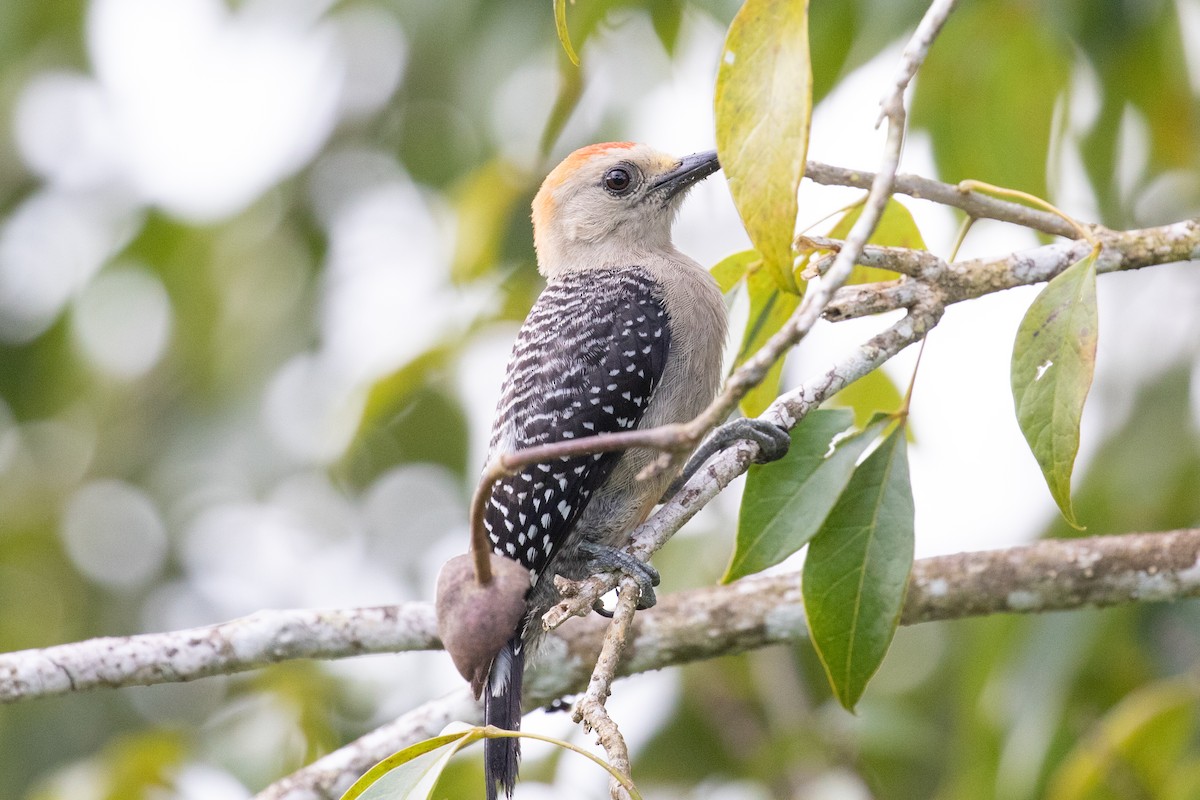 Yucatan Woodpecker - ML484729261
