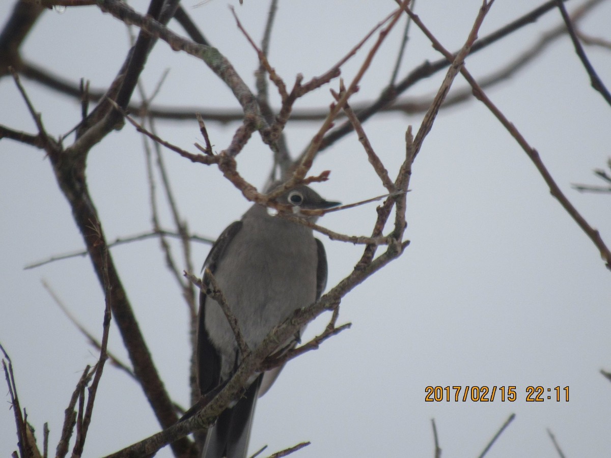 Townsend's Solitaire - ML48472991