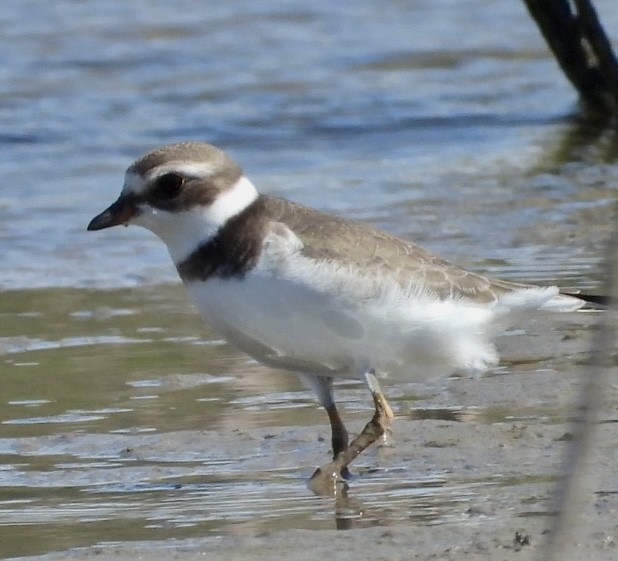 Semipalmated Plover - ML484733241