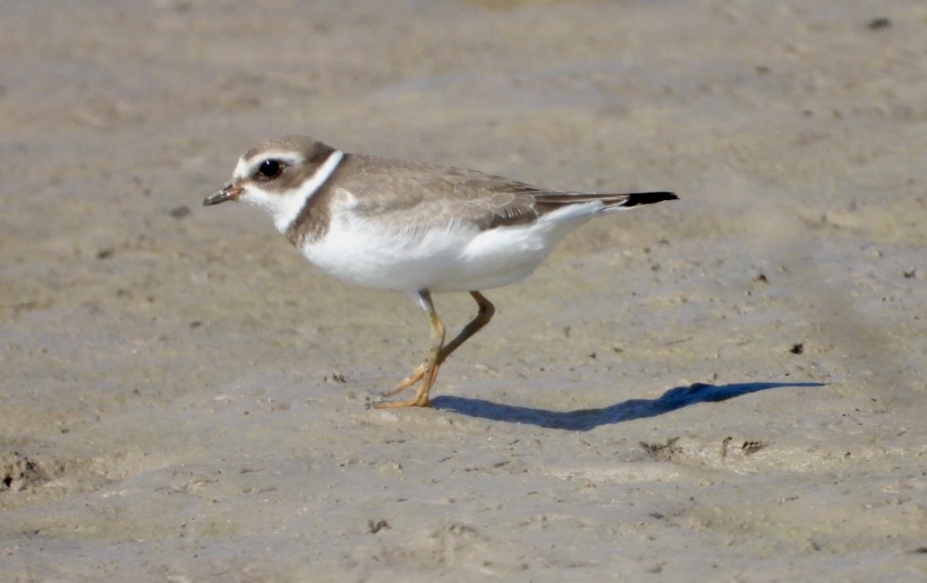 Semipalmated Plover - ML484733251