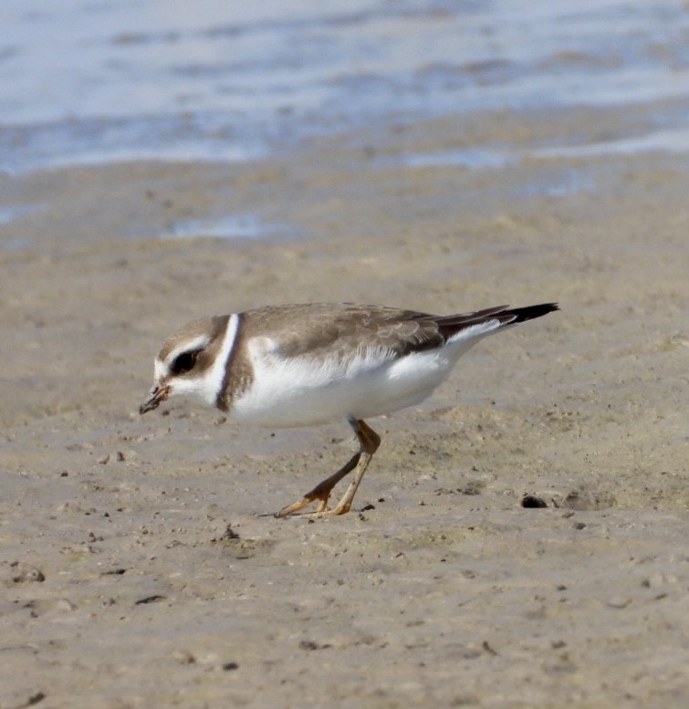 Semipalmated Plover - ML484733261