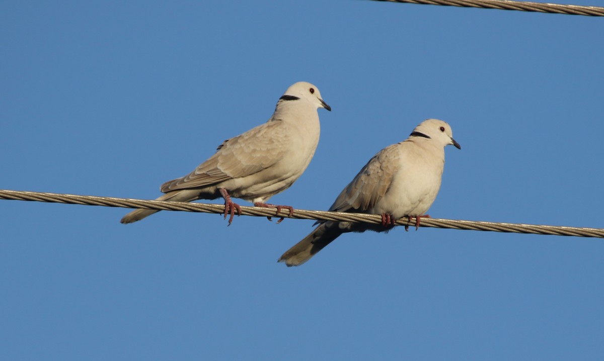 African Collared-Dove (Domestic type or Ringed Turtle-Dove) - ML484736011