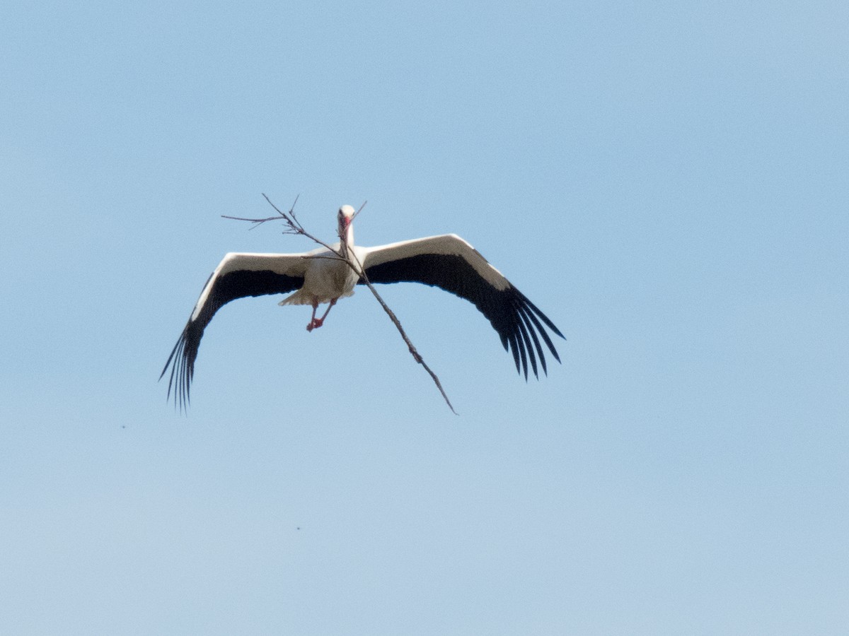 White Stork - ML48473781