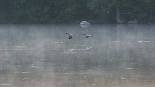 Canada Goose, ML484741051