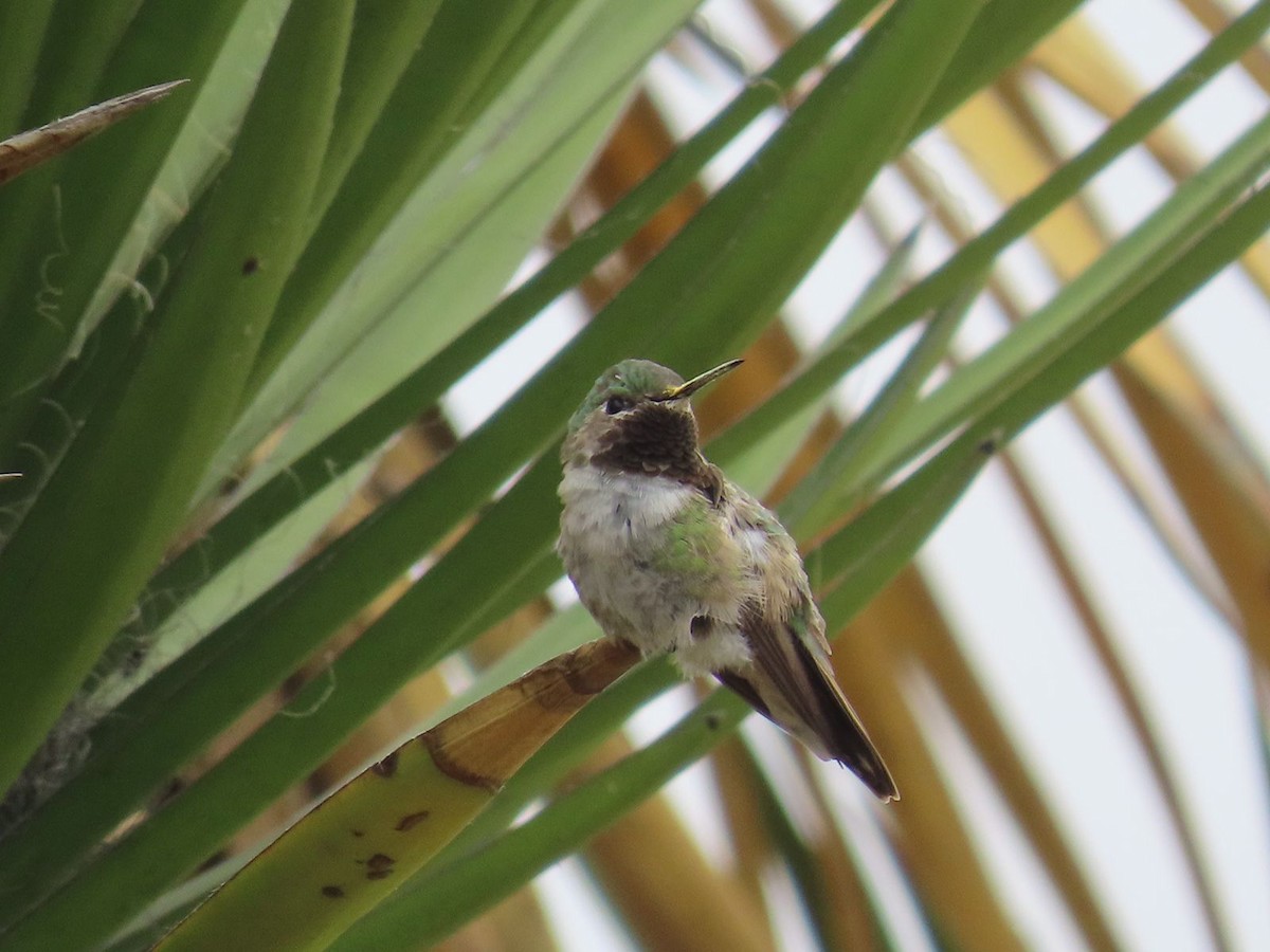 Broad-tailed Hummingbird - ML484741131