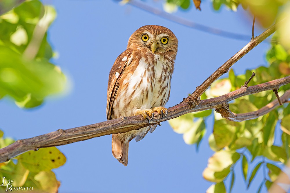 Ferruginous Pygmy-Owl - Luis Roberto da Silva