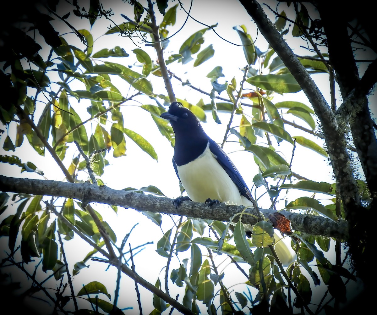 Curl-crested Jay - ML484743841