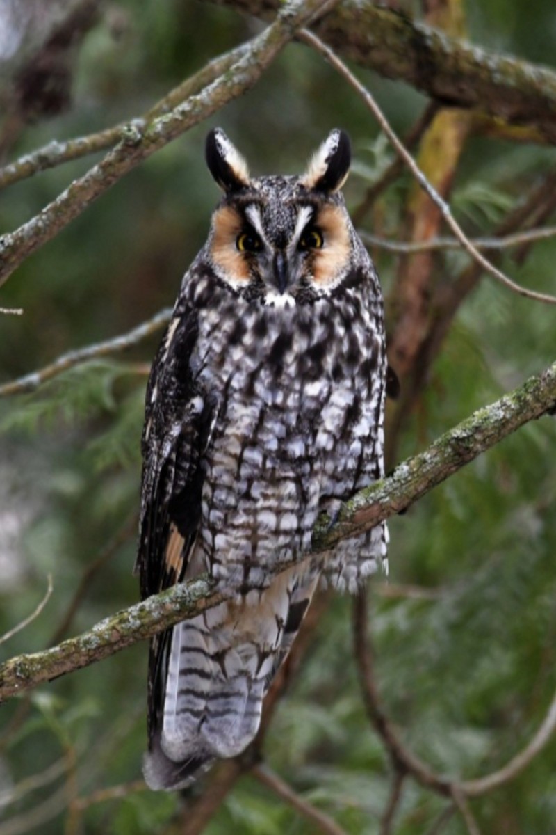 Long-eared Owl - ML484747021