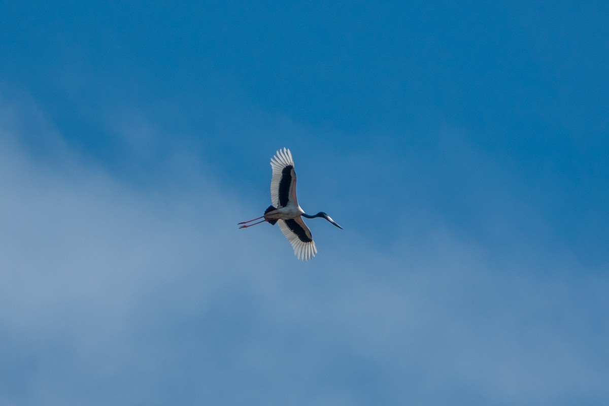 Black-necked Stork - ML484751121