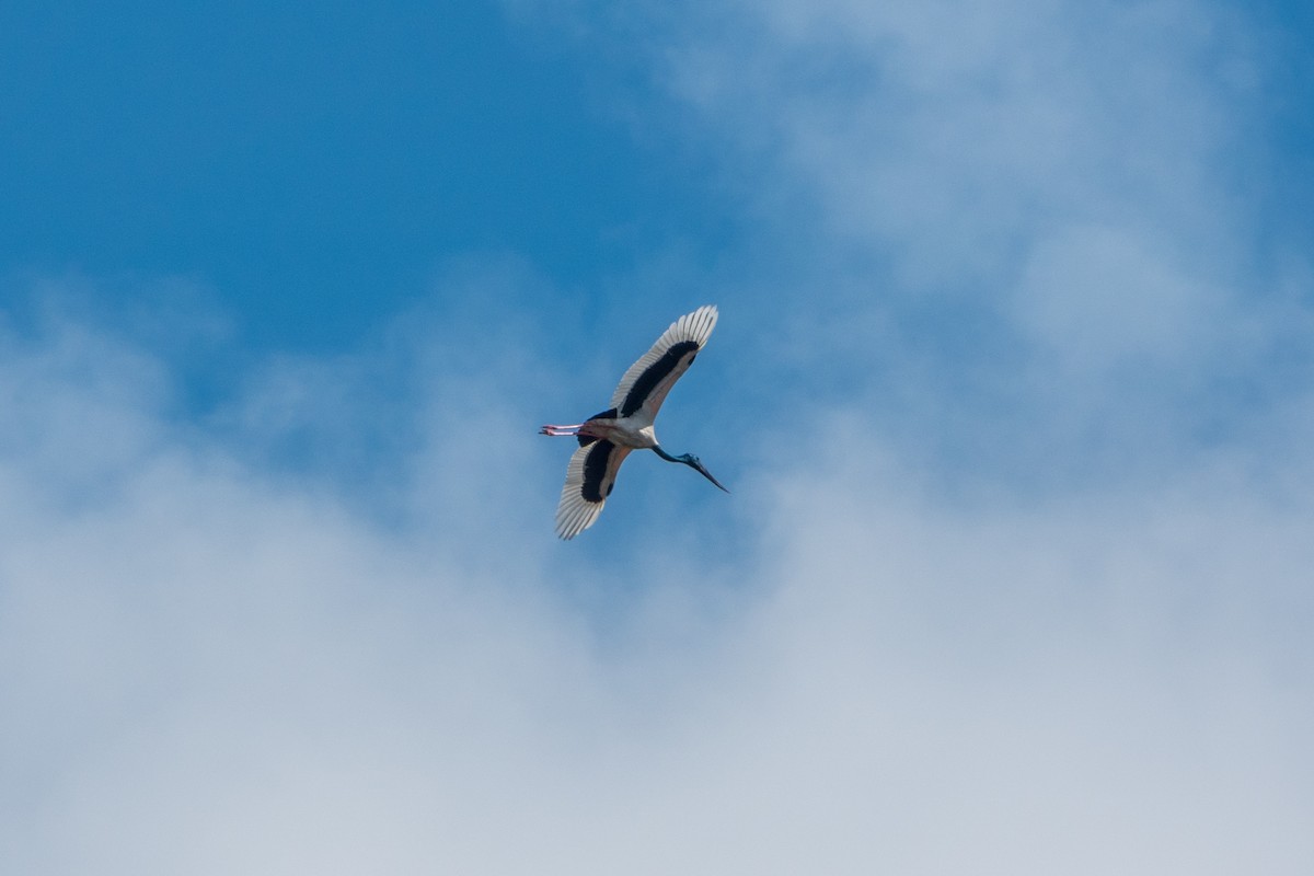 Black-necked Stork - ML484751201